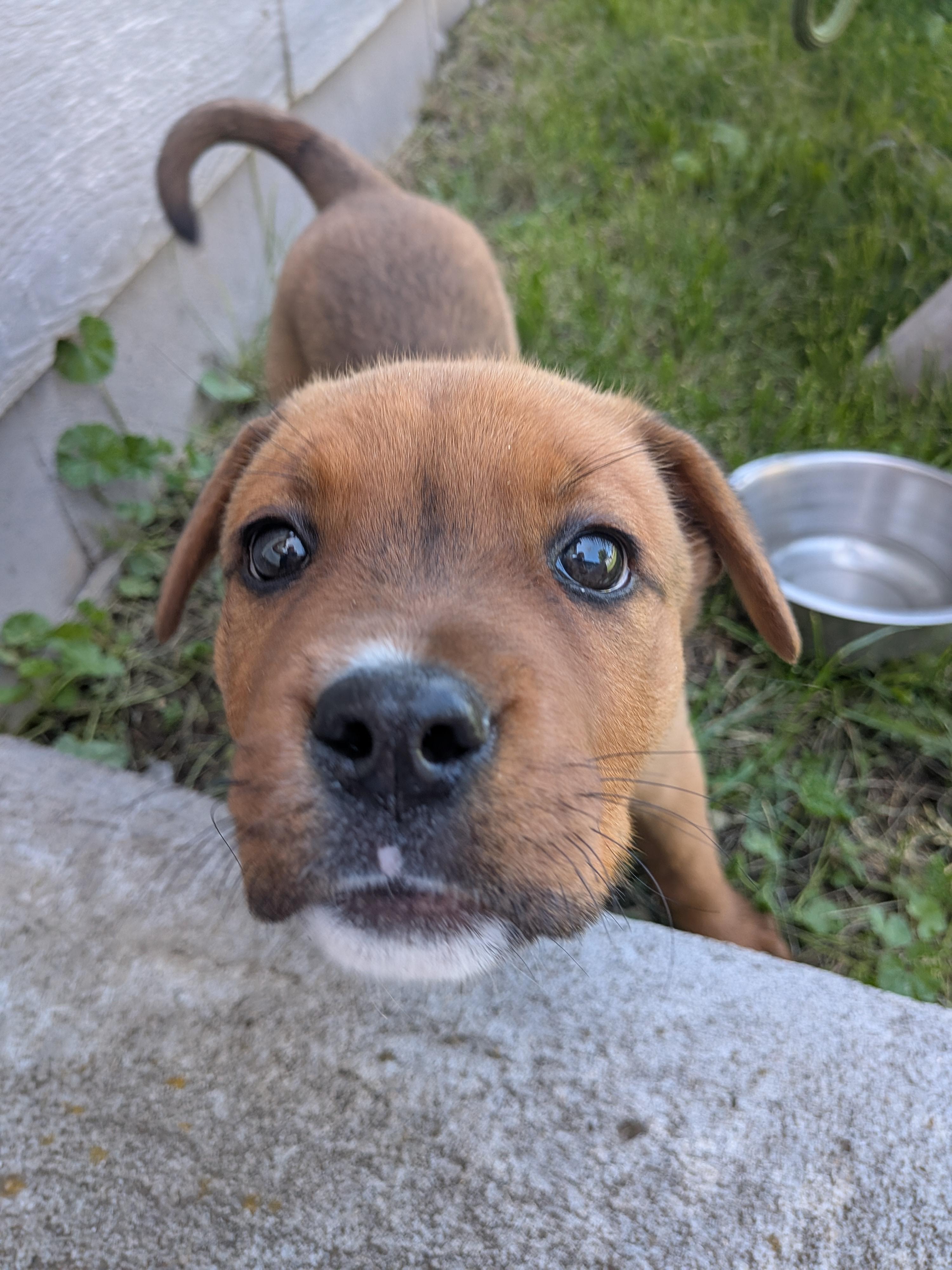 Red, a ADOPTABLE Mixed Breed in Hermiston, OR image 3/3
