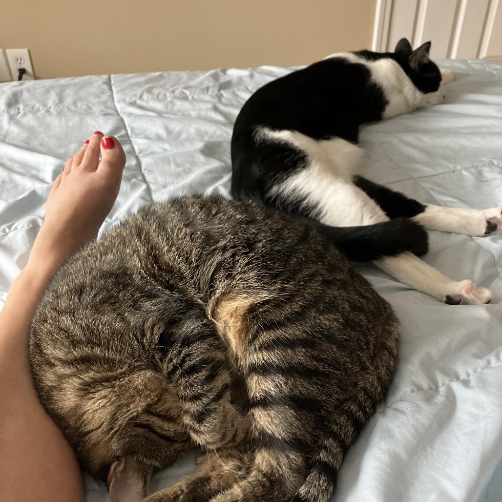 Enlarge Bailey, a Adoptable Domestic Short Hair in Atlanta, GA image 2/5