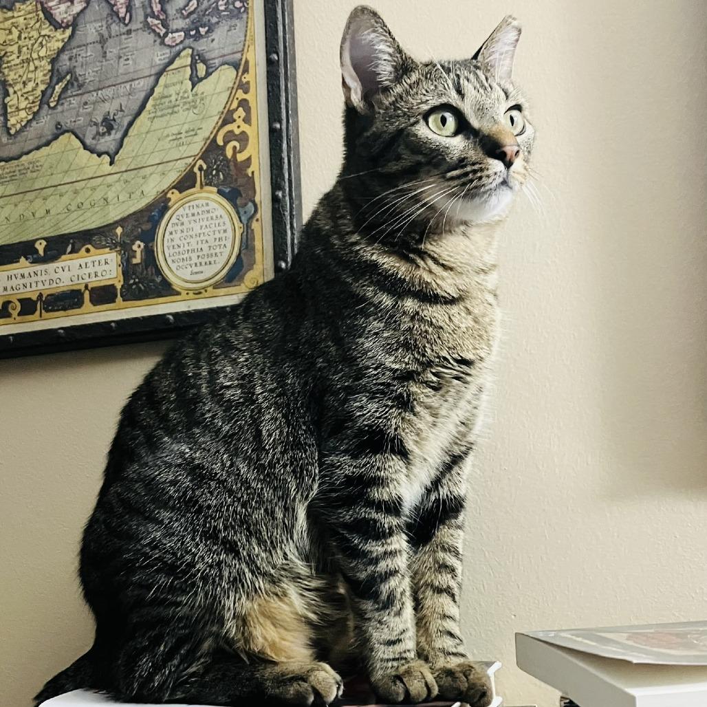 Bailey, Adoptable, Young Female Domestic Short Hair.