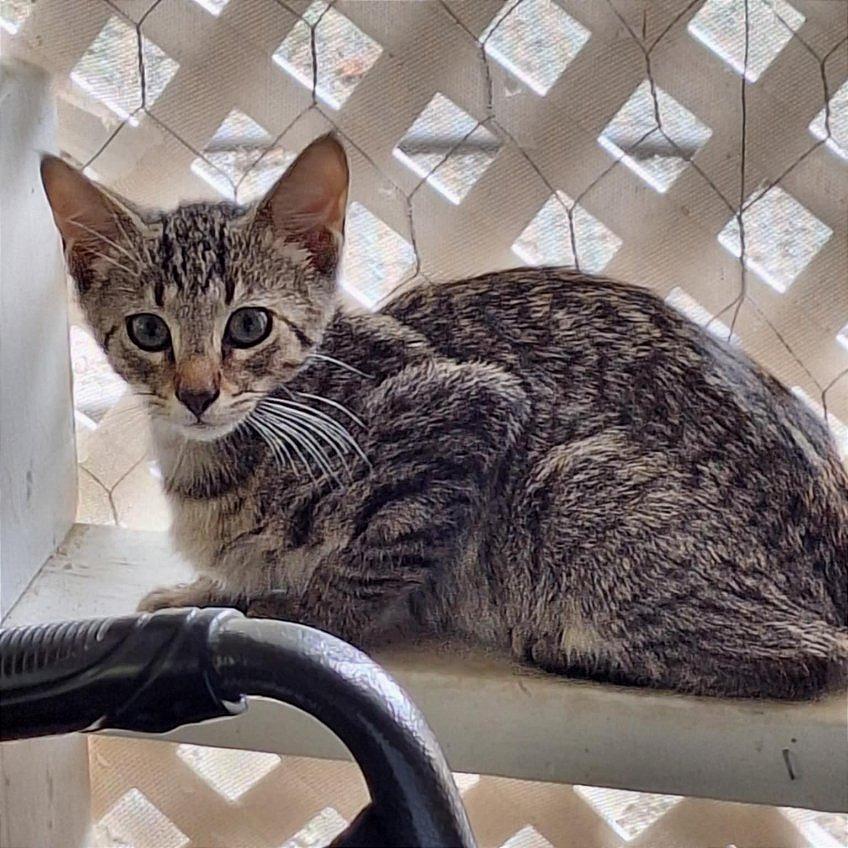 Enlarge Bailey, a Adoptable Domestic Short Hair in Atlanta, GA image 1/3