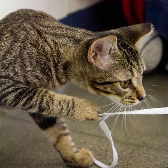 Enlarge Bailey, a Adoptable Domestic Short Hair in Atlanta, GA image 2/3