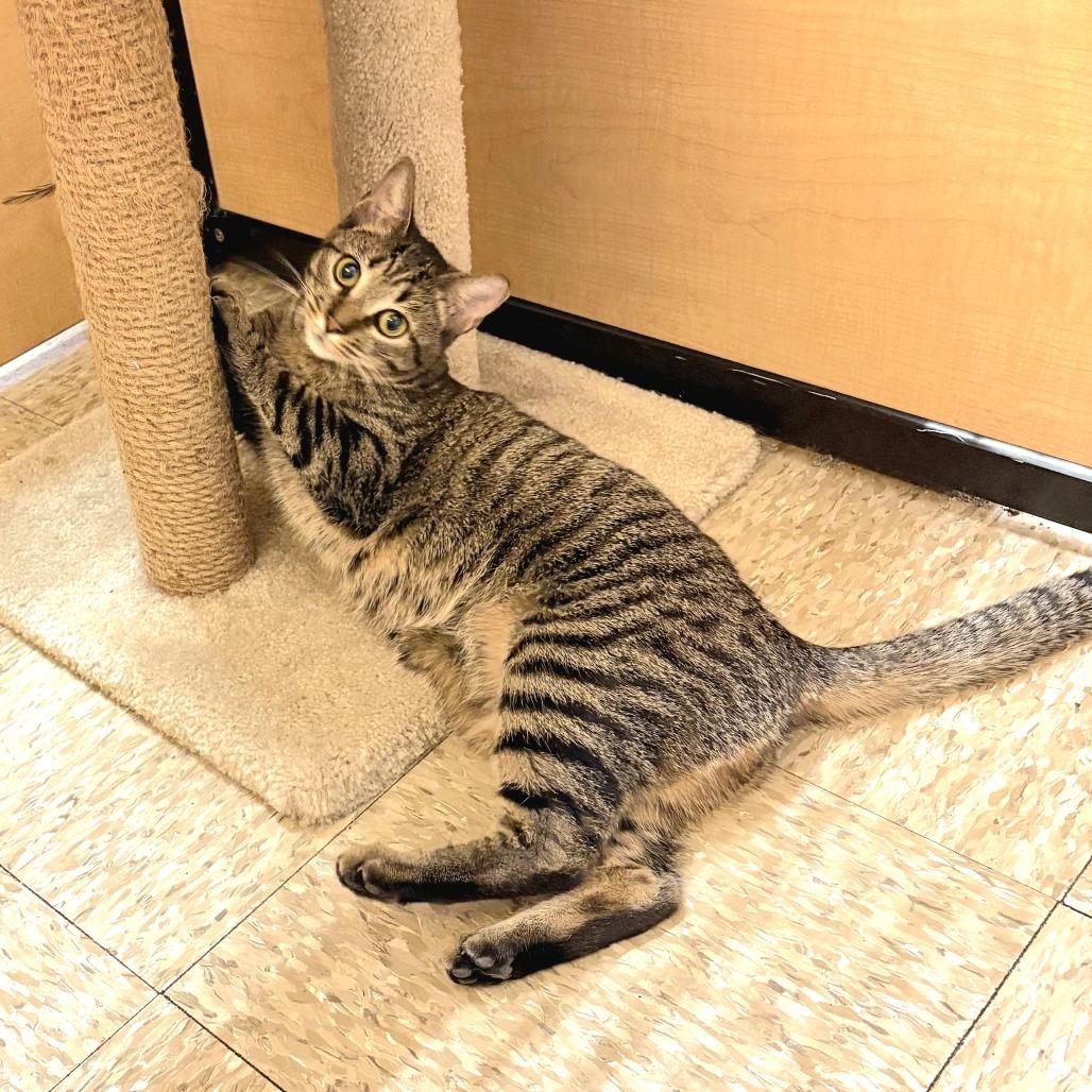 Enlarge Bailey, a Adoptable Domestic Short Hair in Atlanta, GA image 3/3