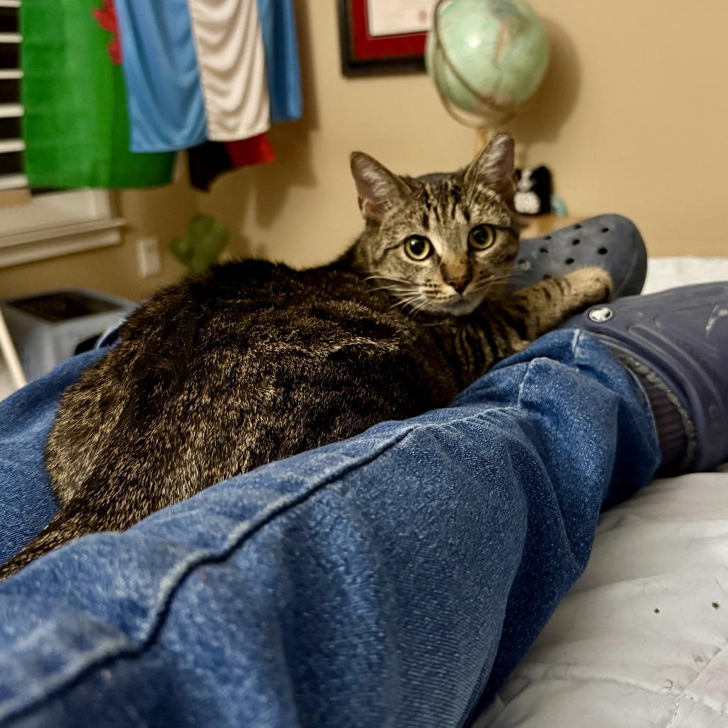 Enlarge Bailey, a Adoptable Domestic Short Hair in Atlanta, GA image 3/5