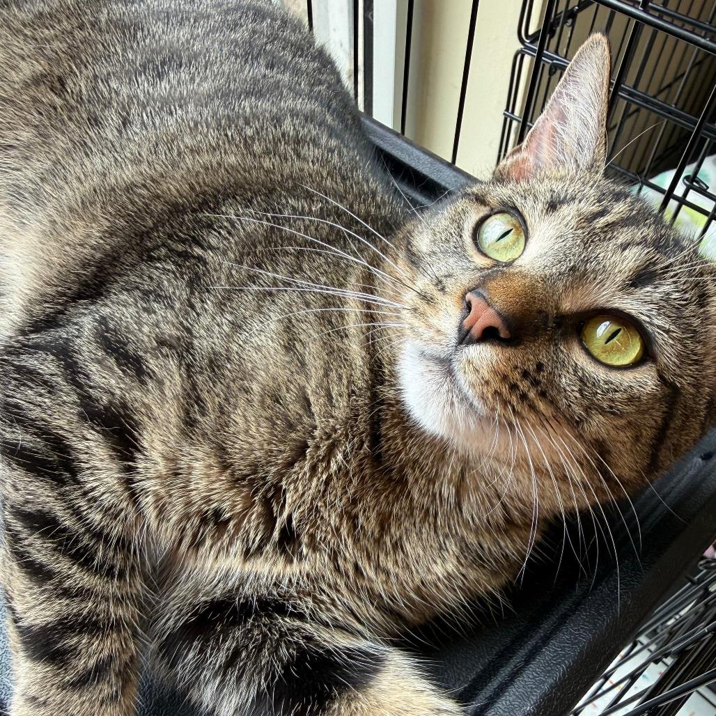 Enlarge Bailey, a Adoptable Domestic Short Hair in Atlanta, GA image 4/5