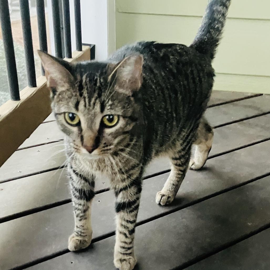 Enlarge Bailey, a Adoptable Domestic Short Hair in Atlanta, GA image 5/5