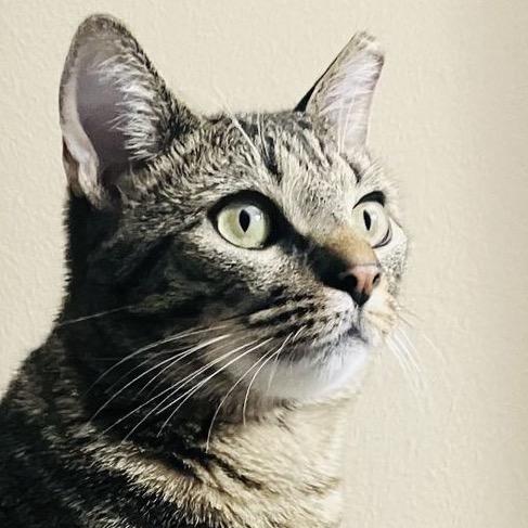 Enlarge Bailey, a Adoptable Domestic Short Hair in Atlanta, GA image 4/4