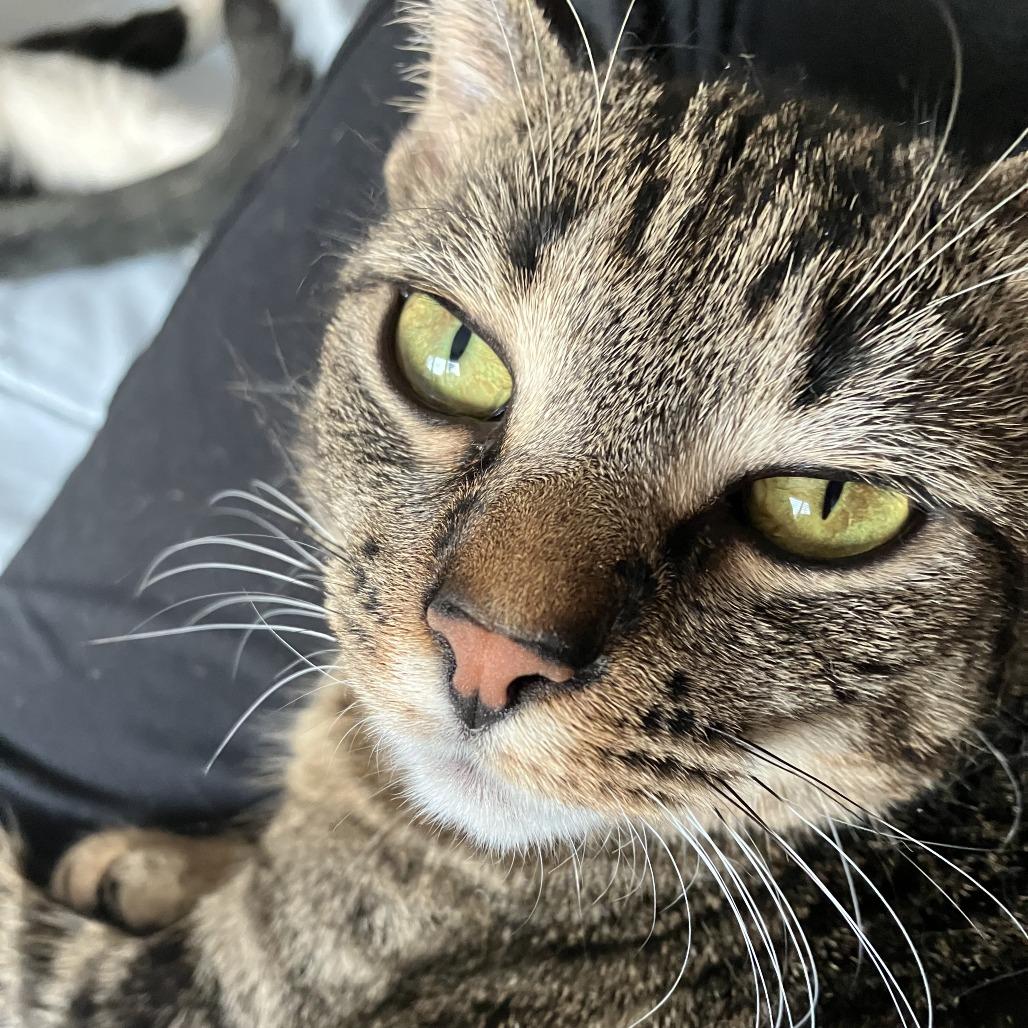 Bailey, Adoptable, Young Female Domestic Short Hair.