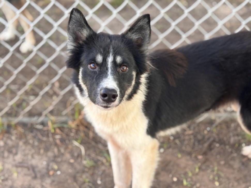 Enlarge CAMILO, a Adoptable mixed breed in Houston, TX image 1/1