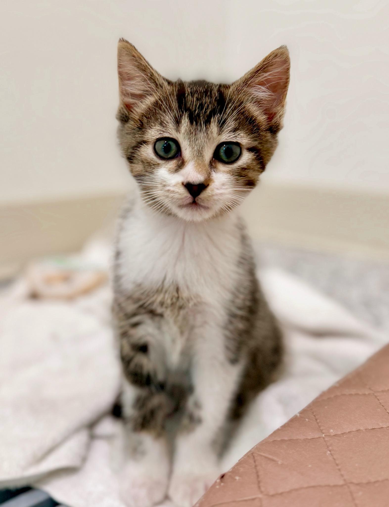 Ash, Baby Male Domestic Short Hair