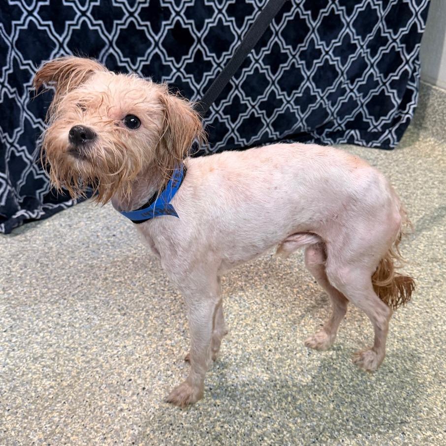 IVHS-Stray-143789 photo