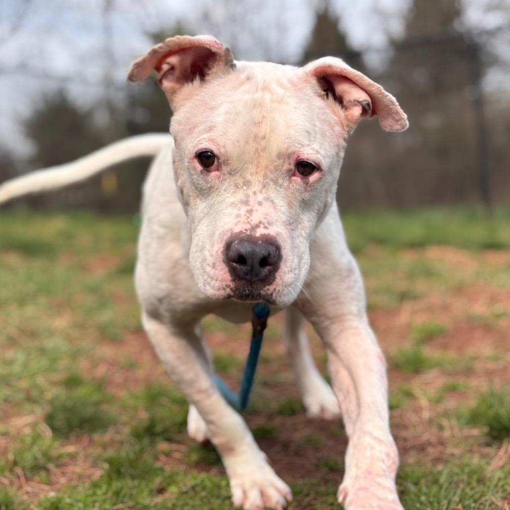 Yahtzee, a Adoptable Pit Bull Terrier in York, PA image 2/6