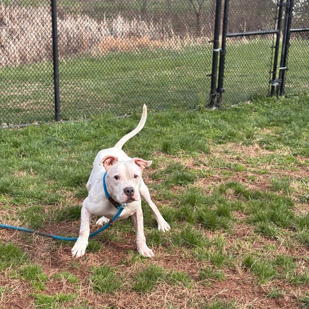 Yahtzee, a Adoptable Pit Bull Terrier in York, PA image 3/6