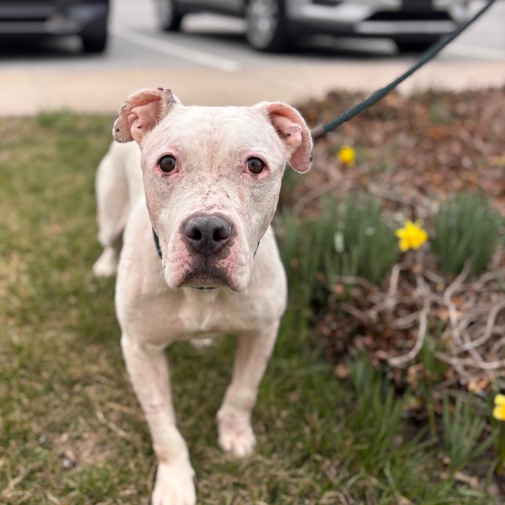 Yahtzee, Adoptable, Adult Male Pit Bull Terrier.