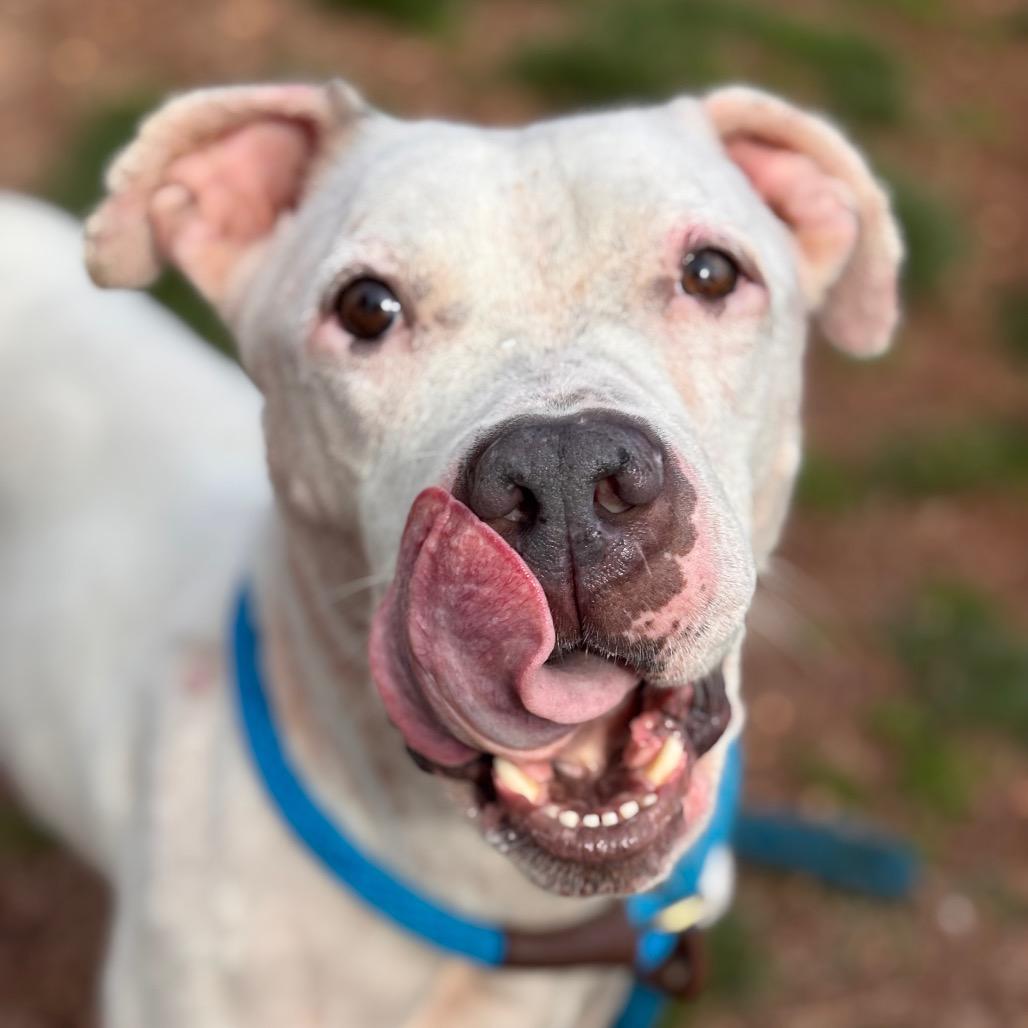 Yahtzee, a Adoptable Pit Bull Terrier in York, PA image 5/6