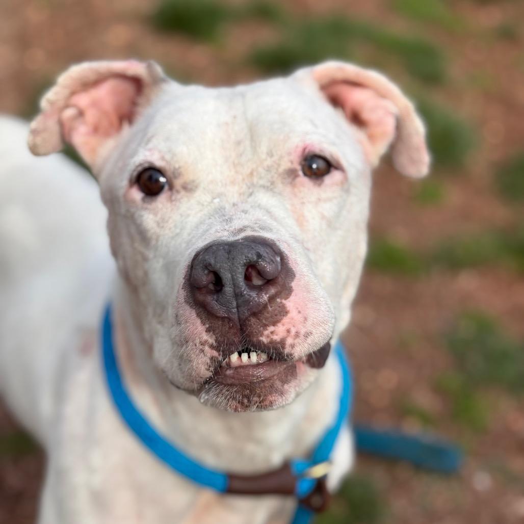 Yahtzee, a Adoptable Pit Bull Terrier in York, PA image 6/6