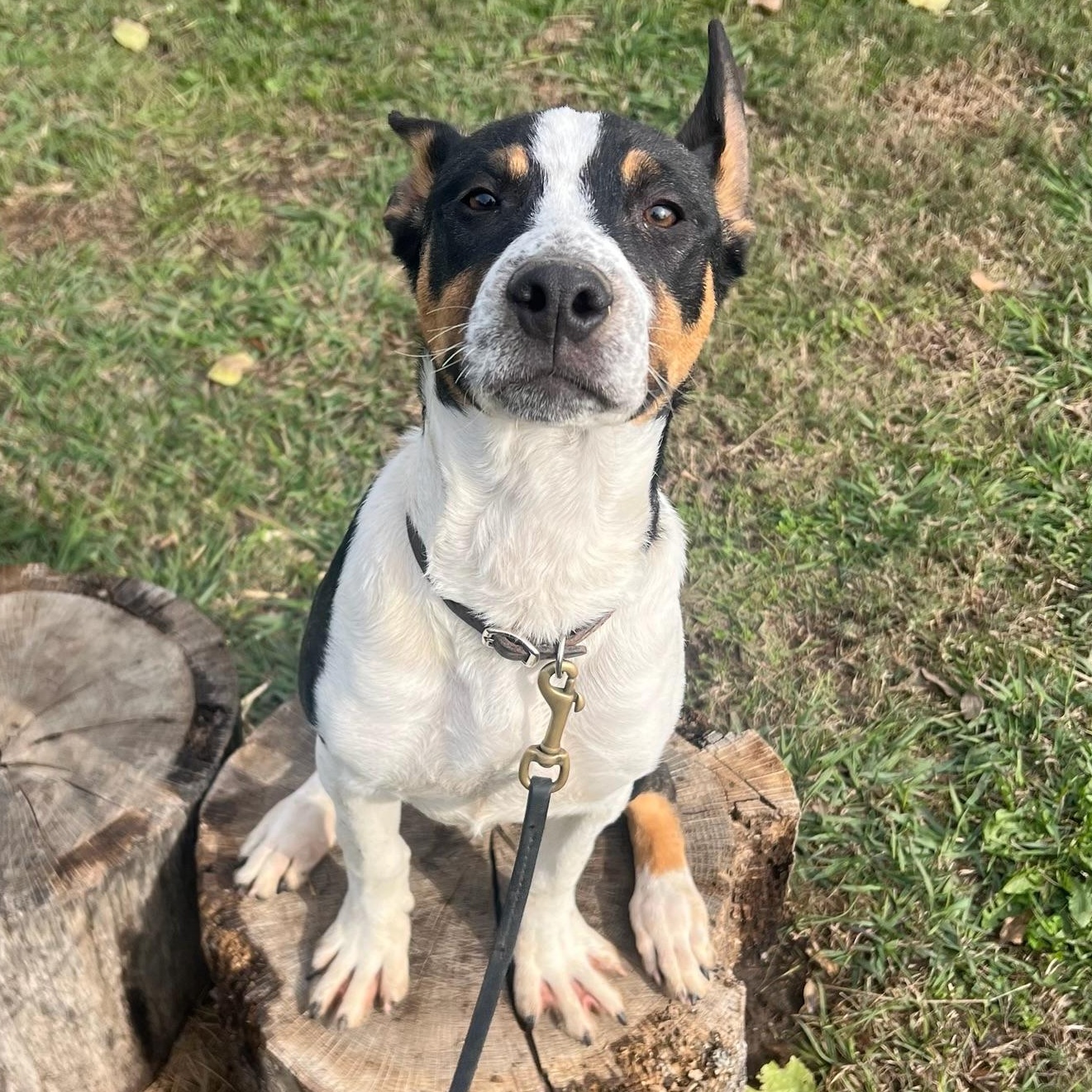 Enlarge Blade, a Adoptable mixed breed in Cincinnati, OH image 3/6