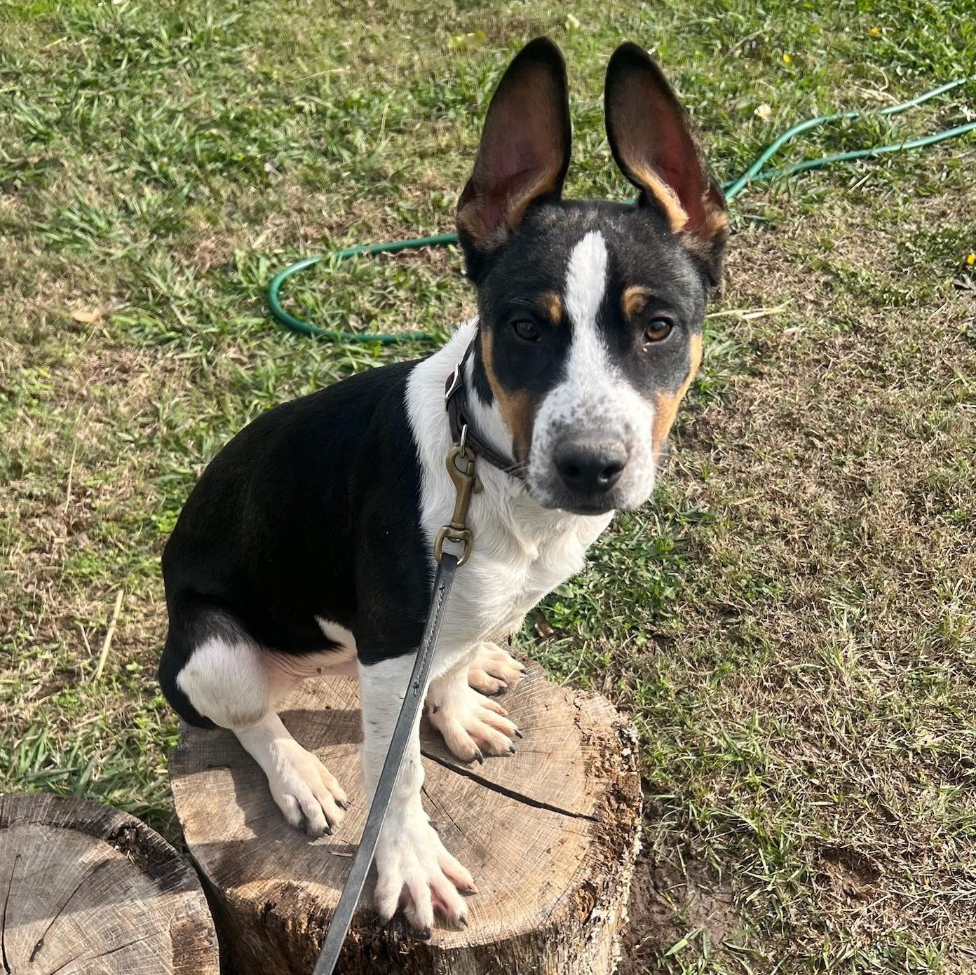 Enlarge Blade, a Adoptable mixed breed in Cincinnati, OH image 4/6