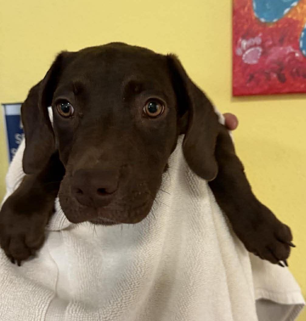 Queen — thumbnail 2