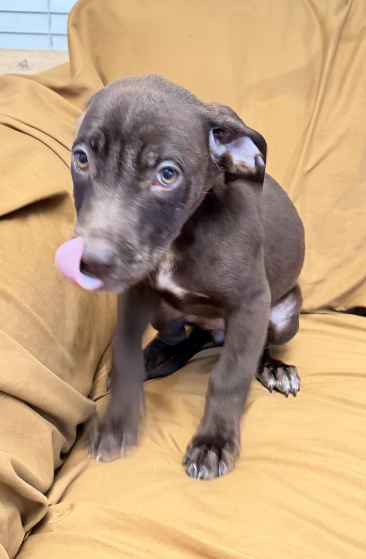 Queen — thumbnail 3