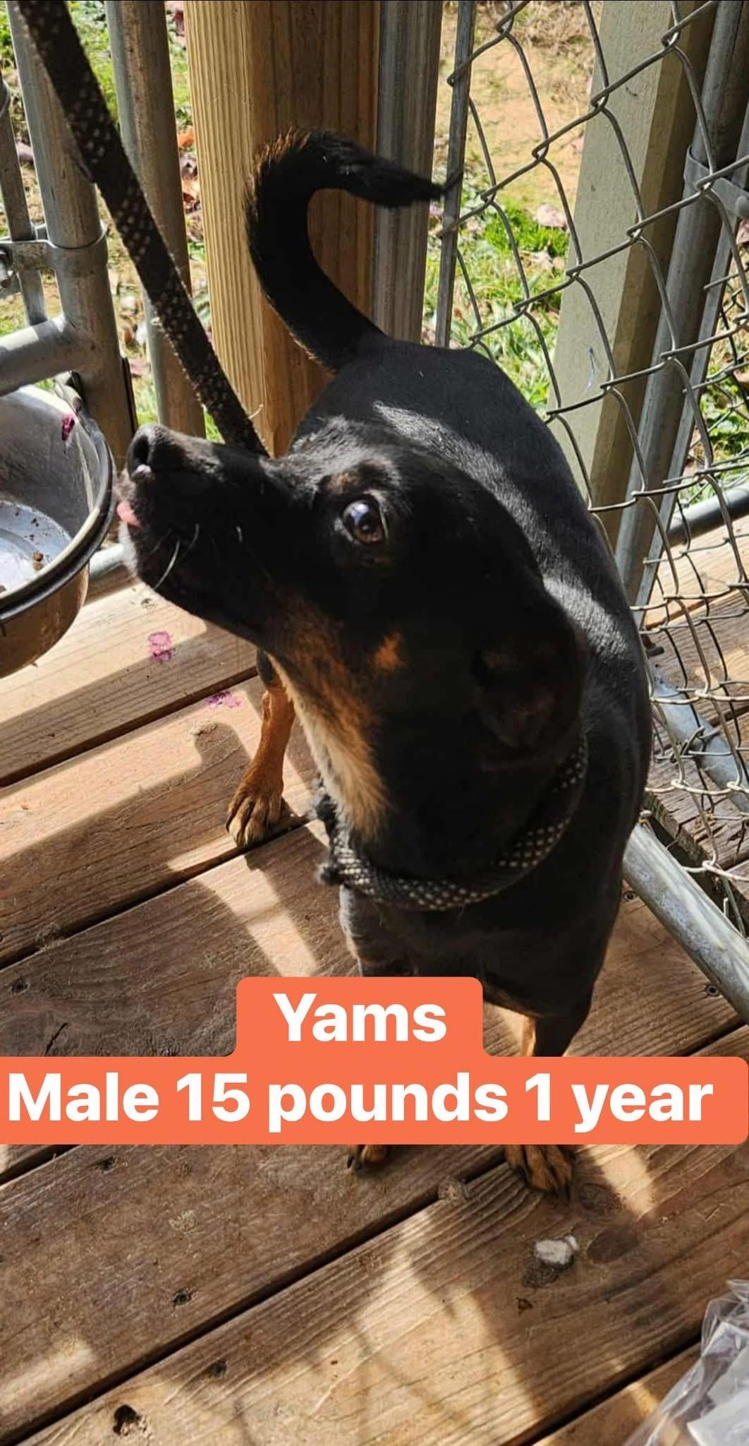 Yams, Adoptable, Young Male Miniature Pinscher.
