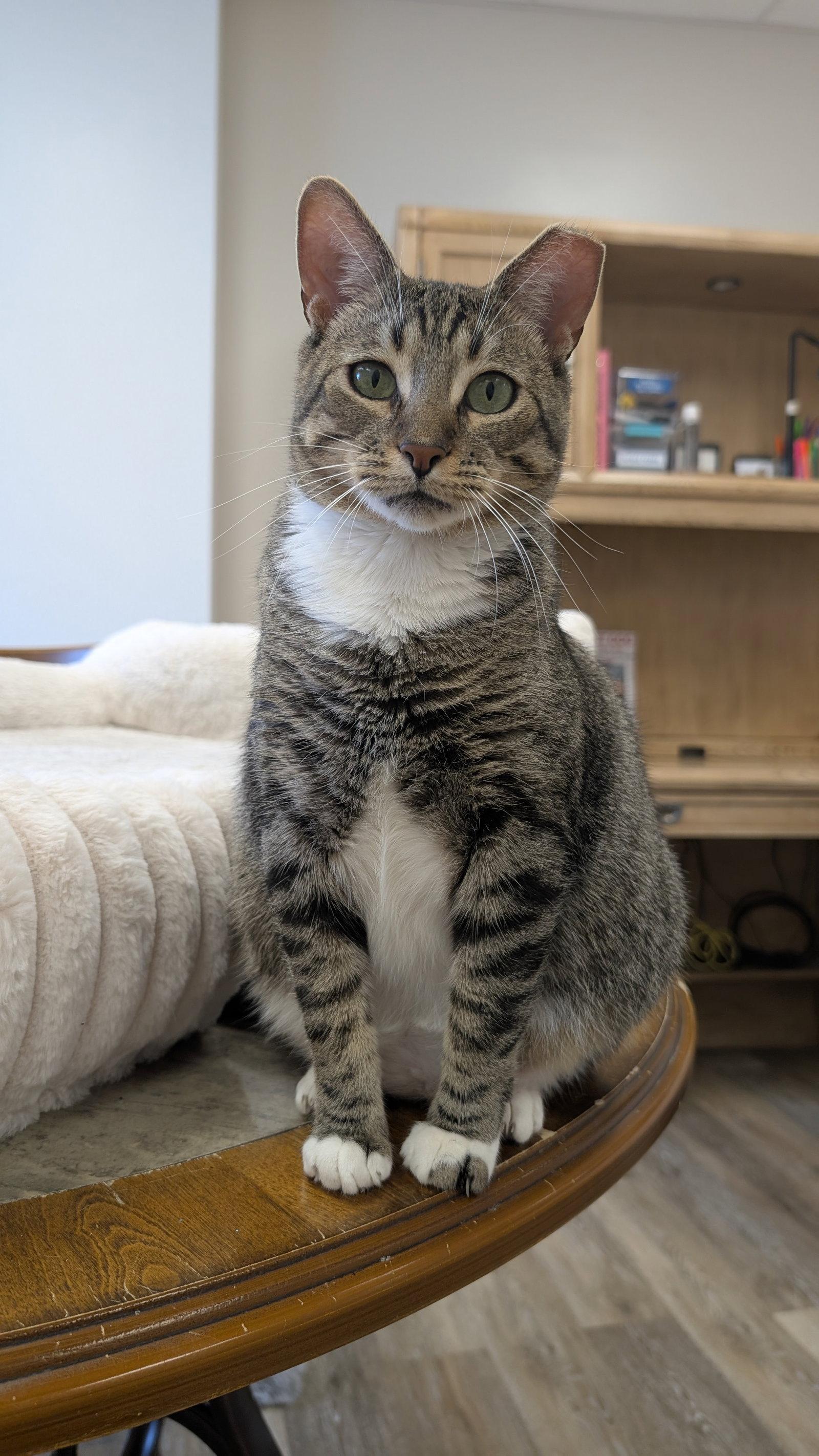 Enlarge Terry, a Adoptable Domestic Short Hair in Columbus, OH image 3/3
