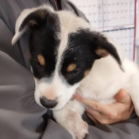 Grasshopper (Minor League Litter), Adoptable, Puppy Female Australian Kelpie & Mixed Breed.