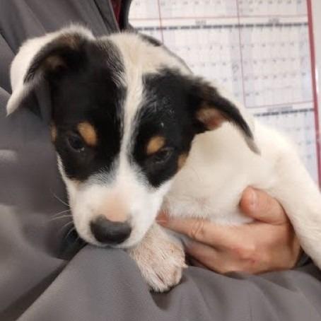 Grasshopper (Minor League Litter), a Adoptable mixed breed in Lenoir, NC image 2/3