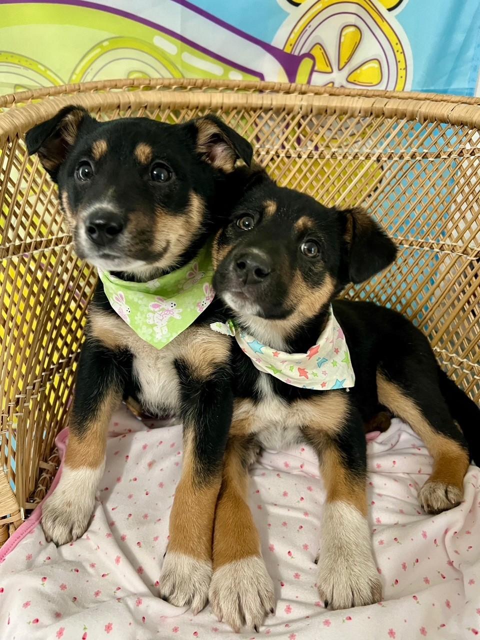 Enlarge Burgi, an adopted mixed breed in Yakima, WA image 3/4