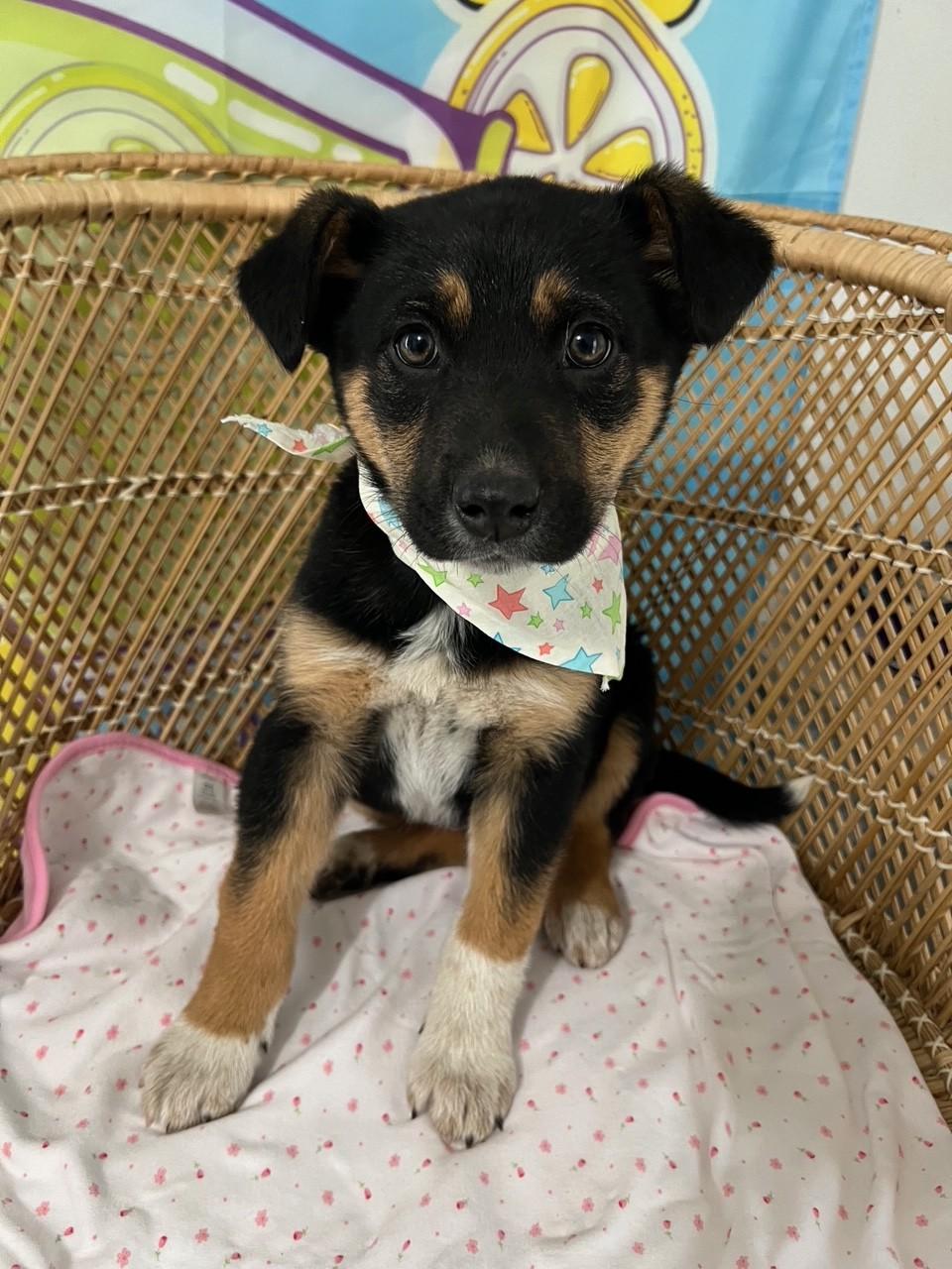 Enlarge Burgi, an adopted mixed breed in Yakima, WA image 2/4