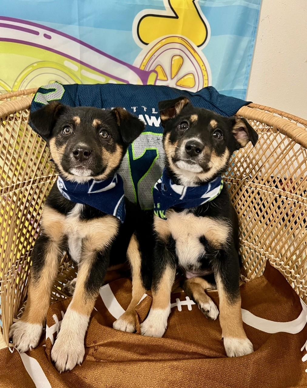 Enlarge Burgi, an adopted mixed breed in Yakima, WA image 4/4