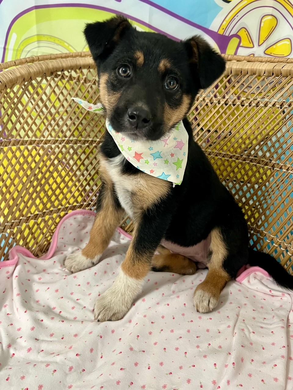 Enlarge Burgi, an adopted mixed breed in Yakima, WA image 1/4