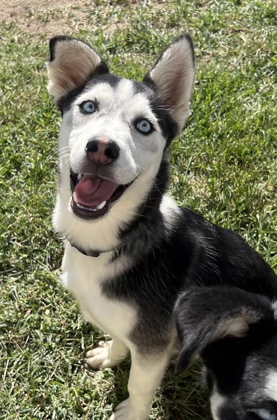 Cream 25-1225, a Adoptable mixed breed in Los Banos, CA image 3/5