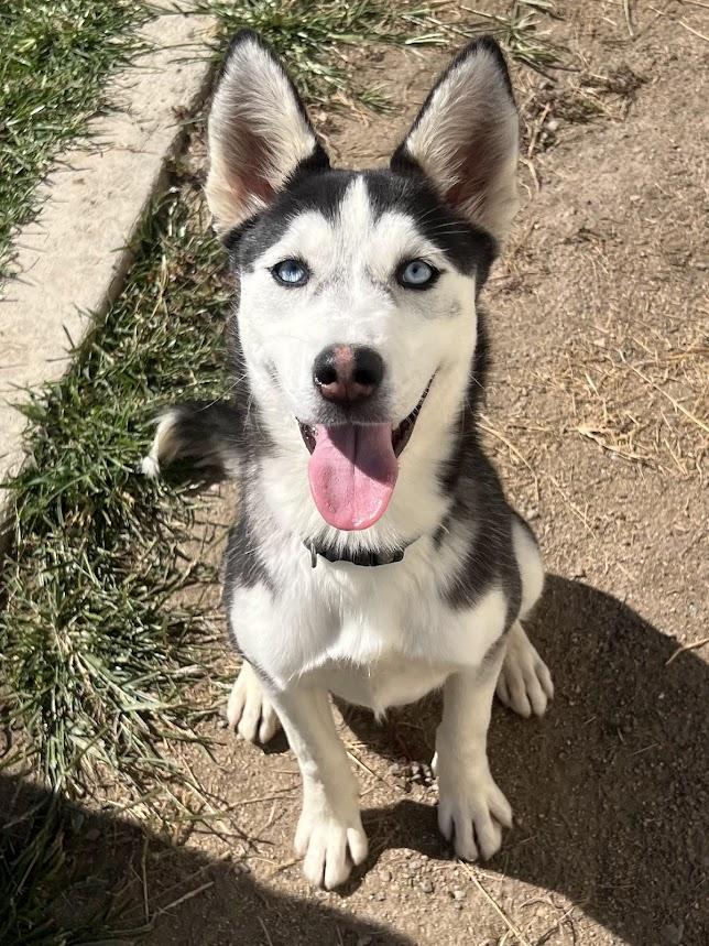 Cream 25-1225, Adoptable, Young Female Husky.