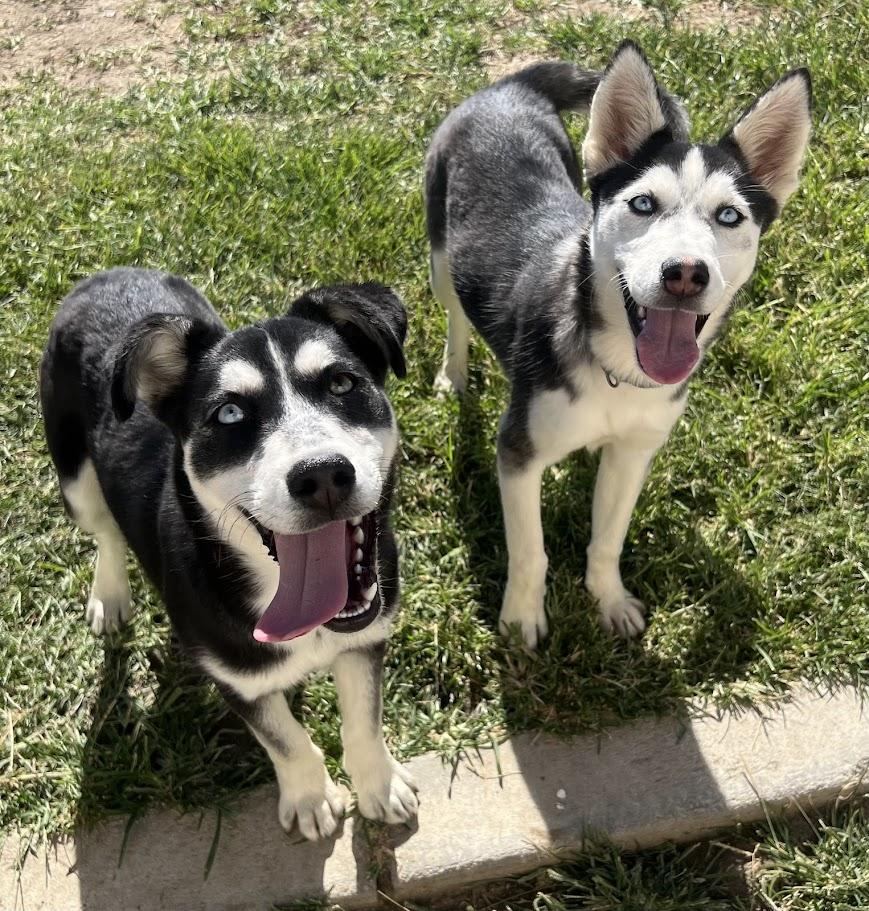 Cream 25-1225, a Adoptable mixed breed in Los Banos, CA image 4/5