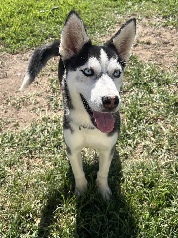 Cream 25-1225, a Adoptable mixed breed in Los Banos, CA image 2/5