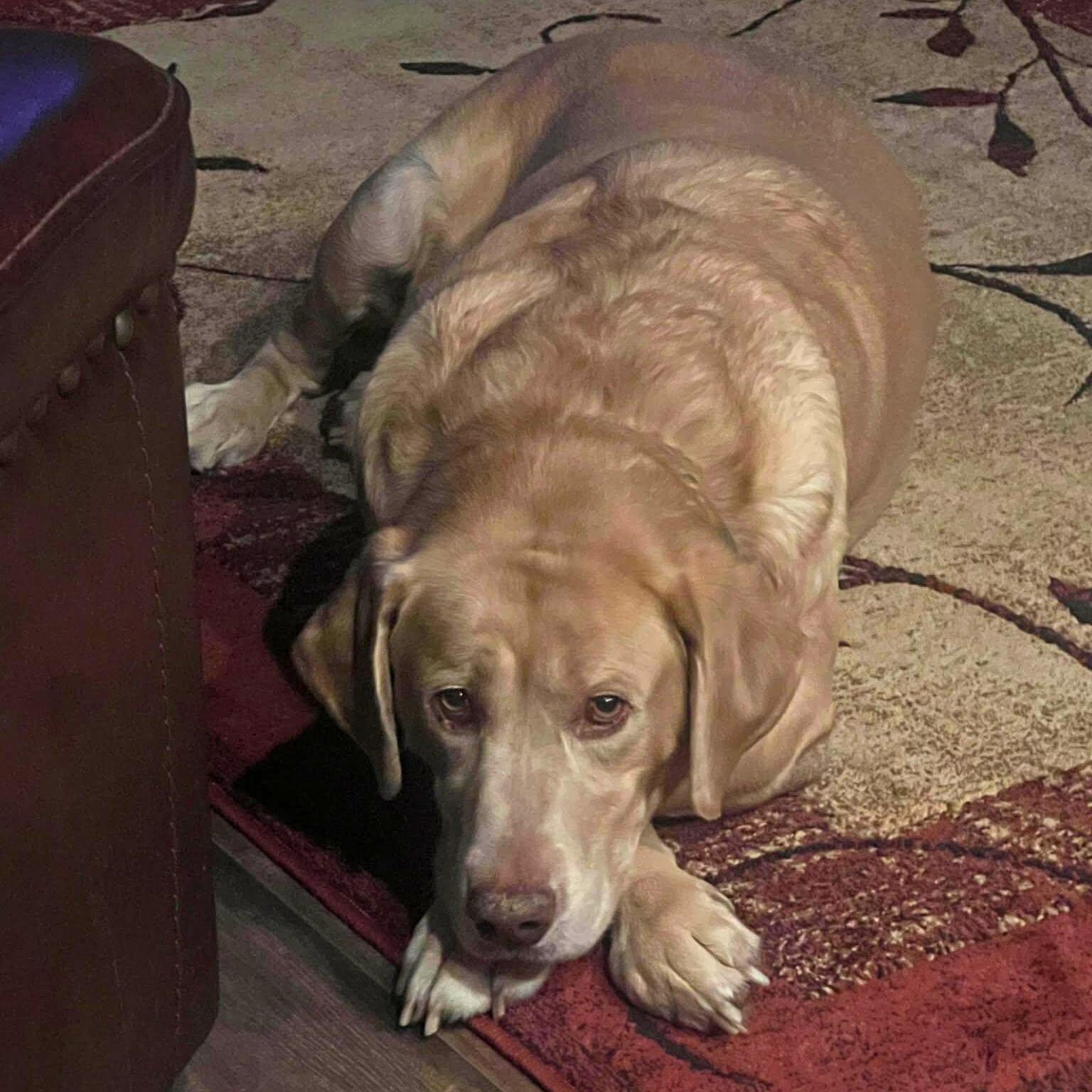 Enlarge Dozer, a ADOPTABLE Yellow Labrador Retriever in Niskayuna, NY image 1/6