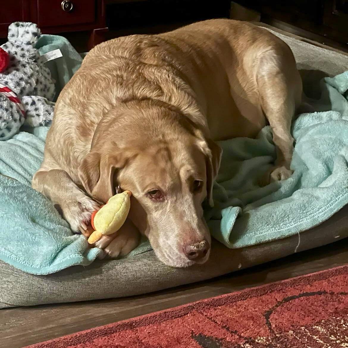 Enlarge Dozer, a ADOPTABLE Yellow Labrador Retriever in Niskayuna, NY image 5/6