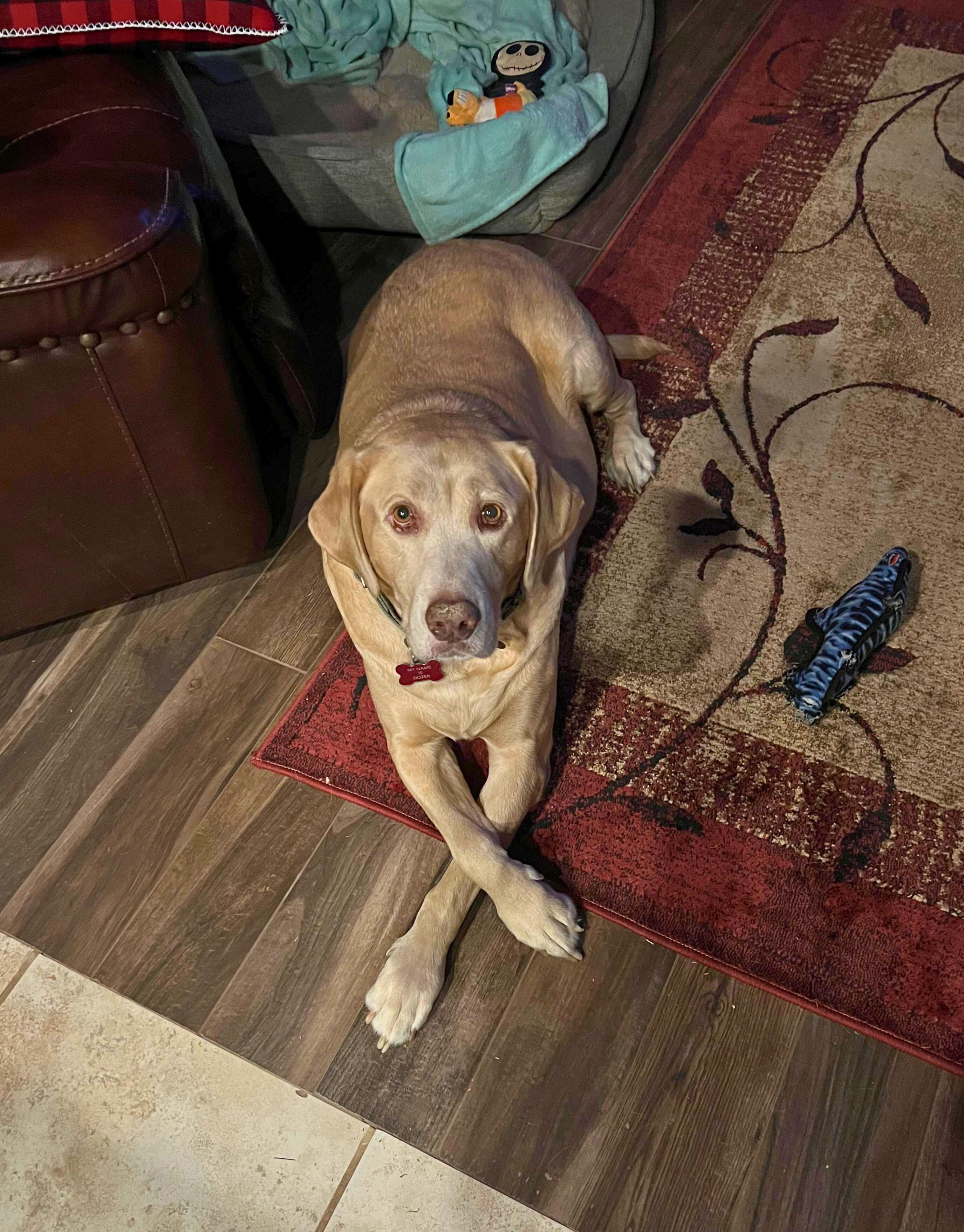 Enlarge Dozer, a ADOPTABLE Yellow Labrador Retriever in Niskayuna, NY image 6/6