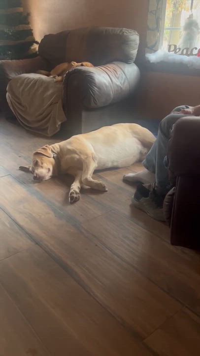 Enlarge Dozer, a ADOPTABLE Yellow Labrador Retriever in Niskayuna, NY video 4/6