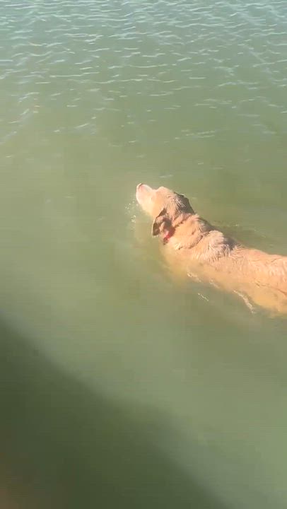 Enlarge Dozer, a ADOPTABLE Yellow Labrador Retriever in Niskayuna, NY video 2/6