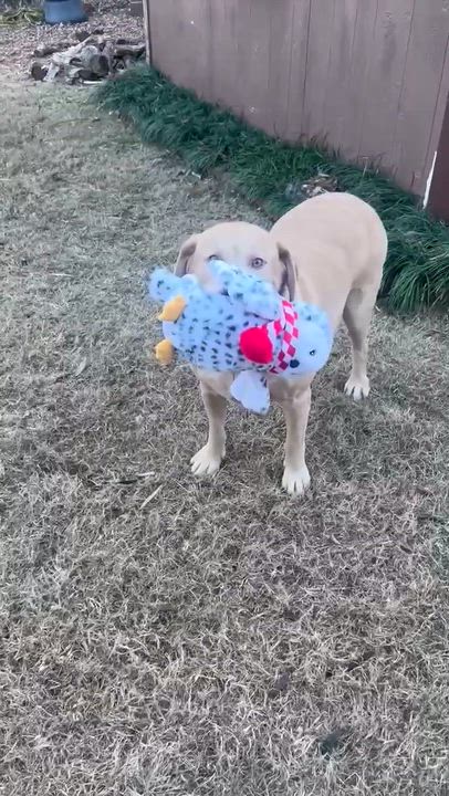 Enlarge Dozer, a ADOPTABLE Yellow Labrador Retriever in Niskayuna, NY video 2/6