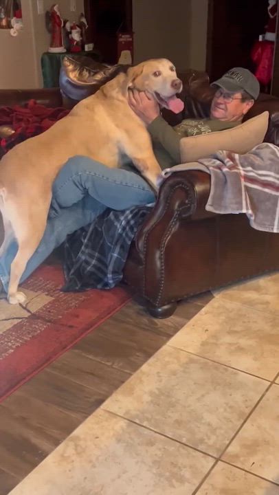 Enlarge Dozer, a ADOPTABLE Yellow Labrador Retriever in Niskayuna, NY video 3/6