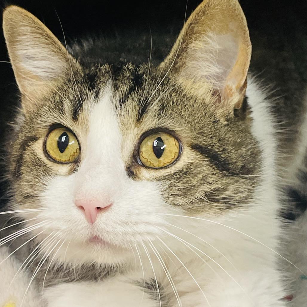 Nutella, a Adoptable Domestic Short Hair in Columbia Station, OH image 1/6