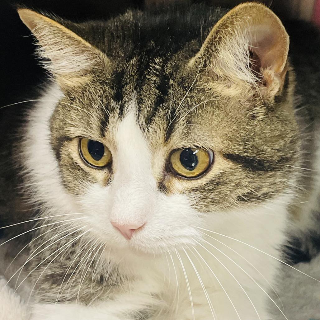 Nutella, a Adoptable Domestic Short Hair in Columbia Station, OH image 2/6