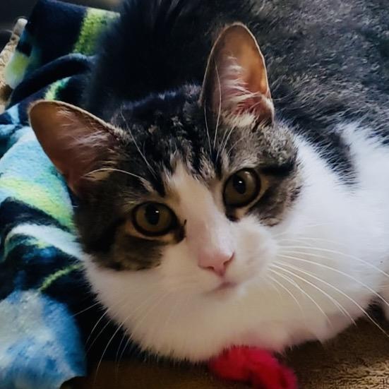 Nutella, a Adoptable Domestic Short Hair in Columbia Station, OH image 3/6