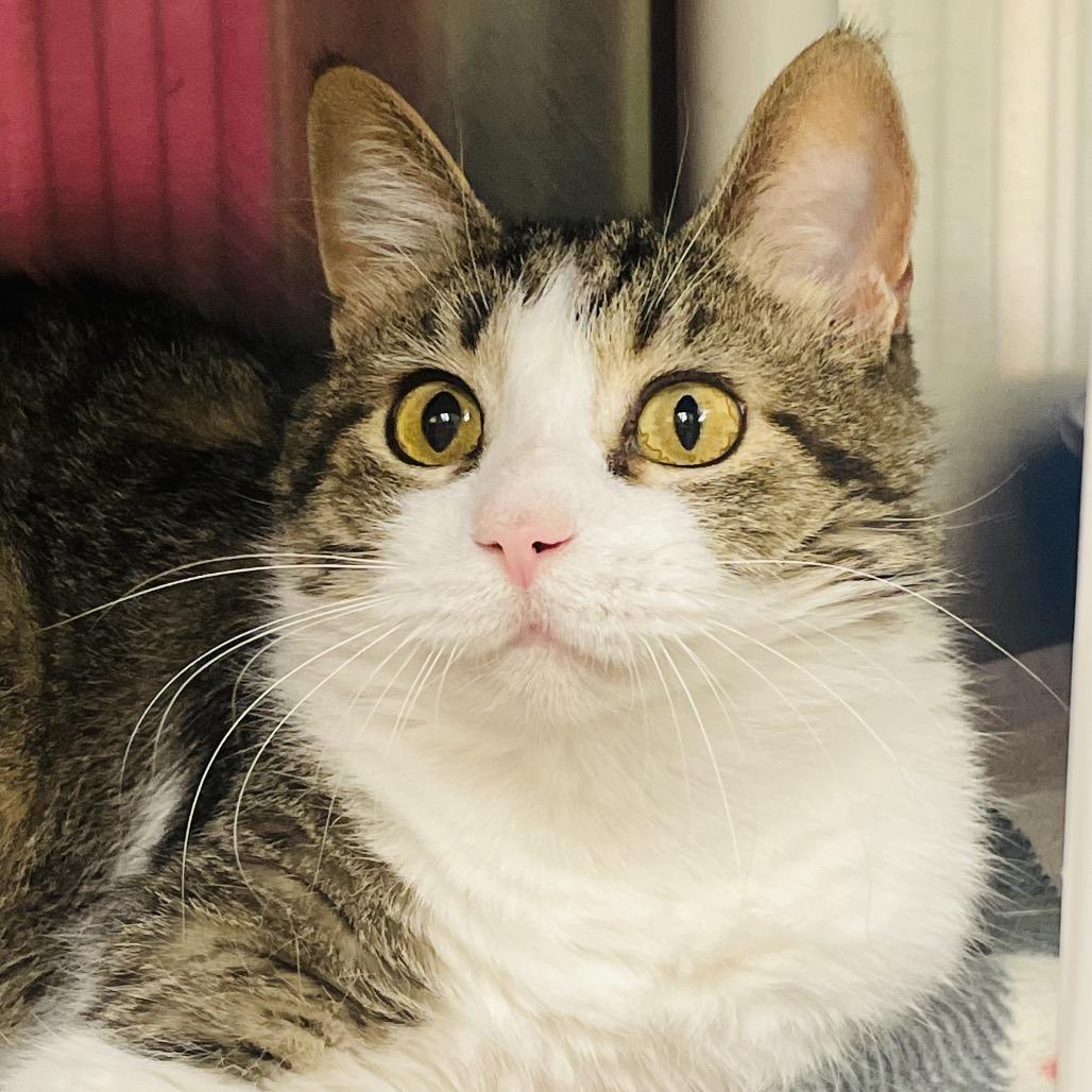 Nutella, a Adoptable Domestic Short Hair in Columbia Station, OH image 4/6