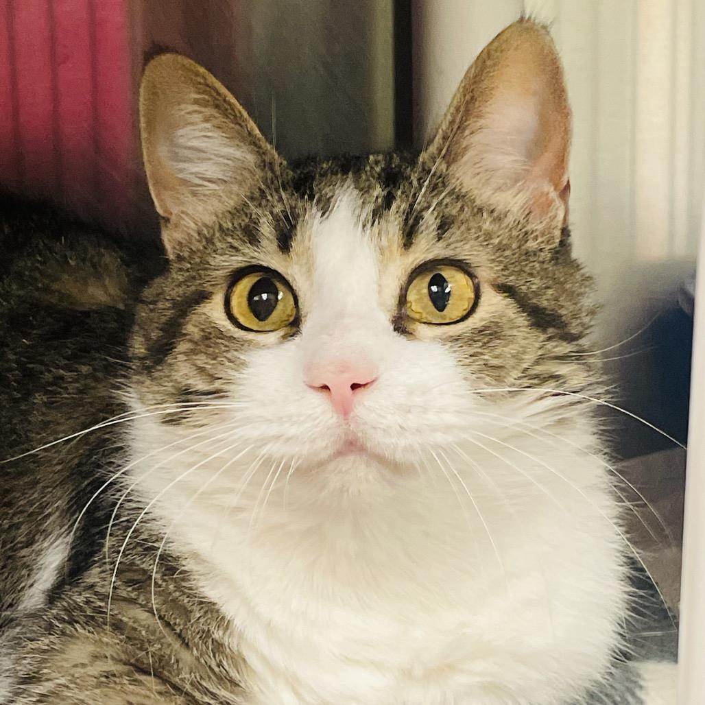 Nutella, a Adoptable Domestic Short Hair in Columbia Station, OH image 5/6