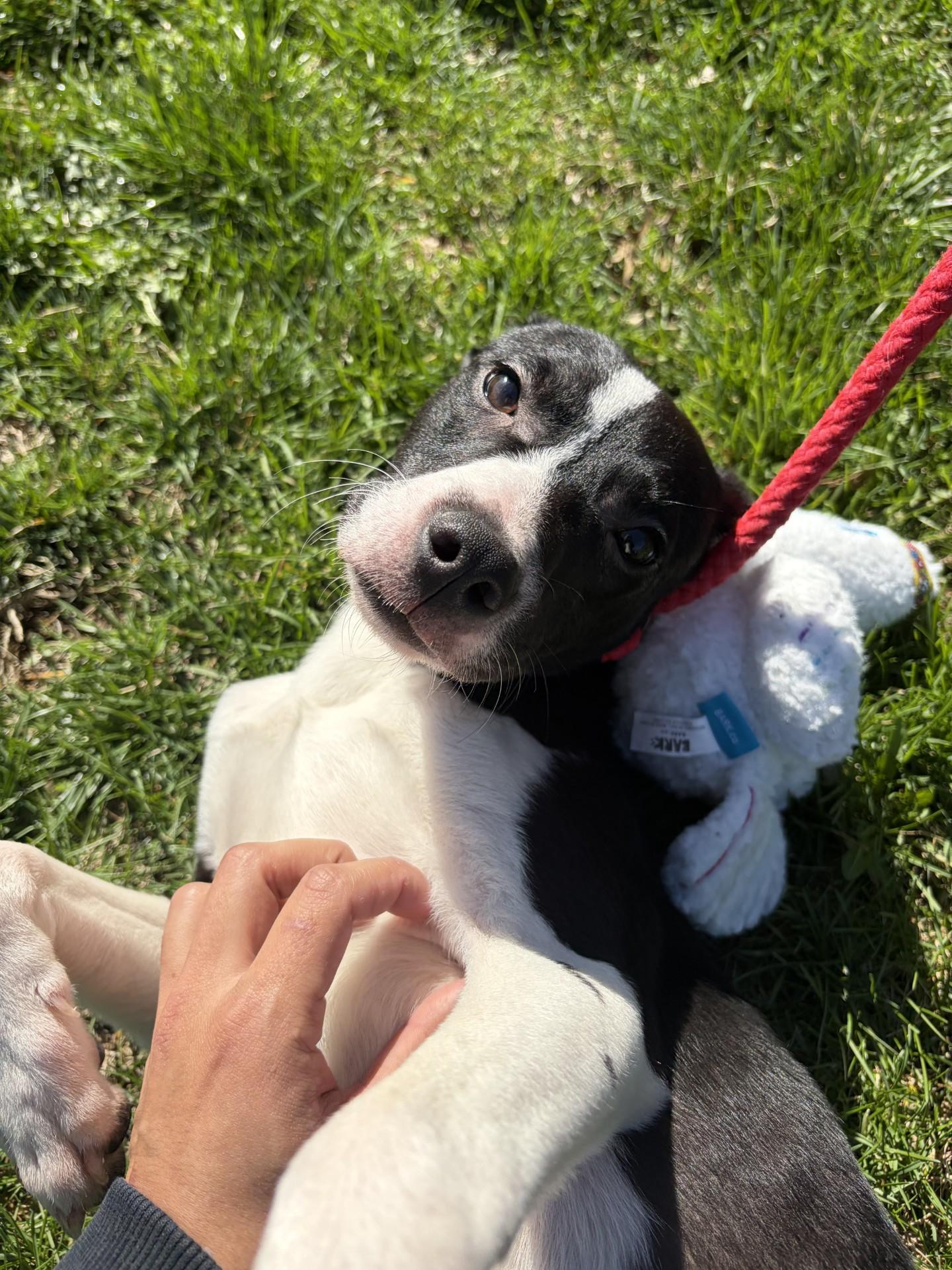 Enlarge Cutie Pie, a ADOPTABLE mixed breed in Winchester, VA image 1/4