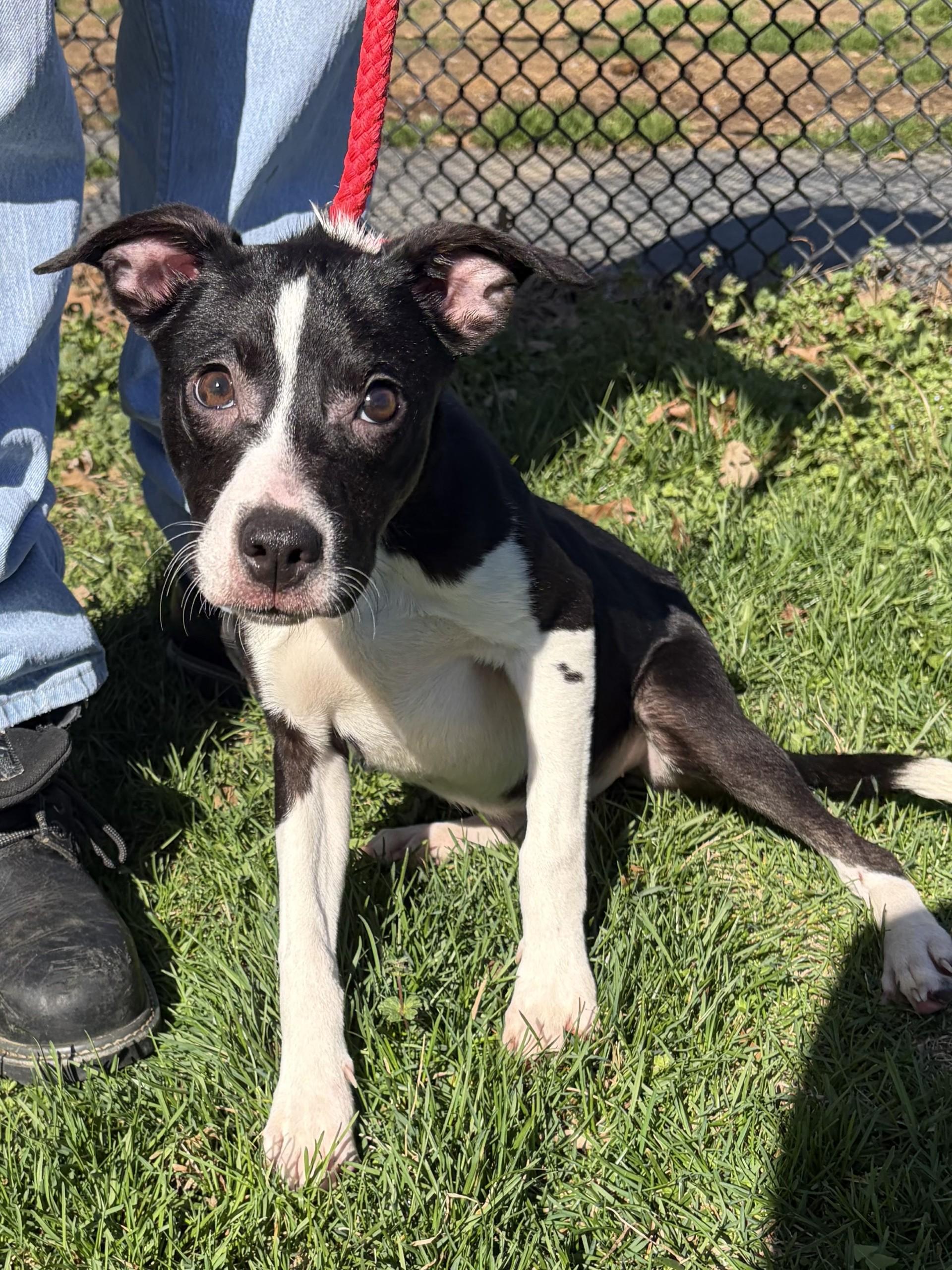 Enlarge Cutie Pie, a ADOPTABLE mixed breed in Winchester, VA image 4/4