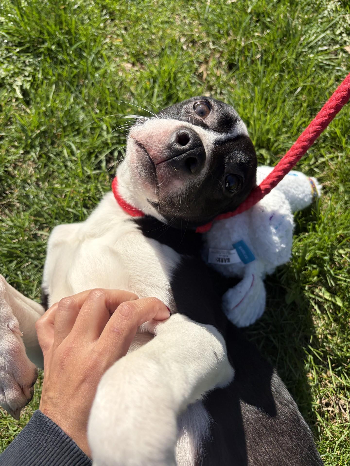 Enlarge Cutie Pie, a ADOPTABLE mixed breed in Winchester, VA image 2/4